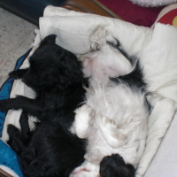 Photo #194308 de Black