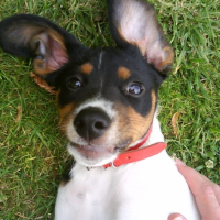 Photo #194316 de ébéne