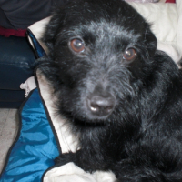 Photo #194317 de Black