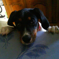 Photo #194324 de ébéne