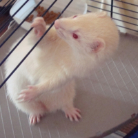Photo #194335 de Chipie
