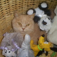 Photo #194342 de Cali