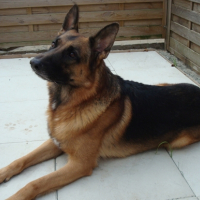 Photo #194392 de Amon