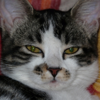 Photo #194408 de Sita