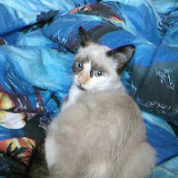 Photo #194425 de Grisette