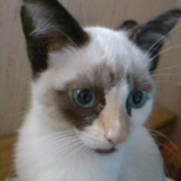 Photo #194426 de Grisette