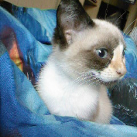 Photo #194428 de Grisette