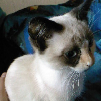 Photo #194429 de Grisette