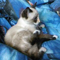Photo #194430 de Grisette