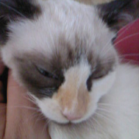 Photo #194432 de Grisette