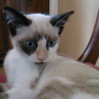 Photo #194435 de Grisette