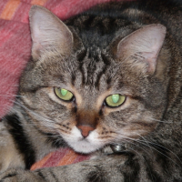 Photo #194441 de Melki