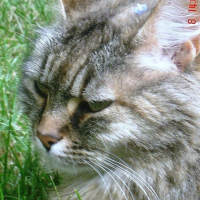 Photo #194445 de Mouchka