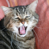 Photo #194449 de Melki