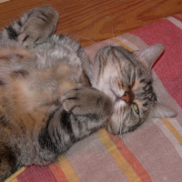 Photo #194462 de Melki