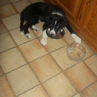 Photo #194471 de Dicksy