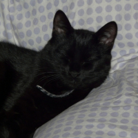 Photo #194483 de Shadow