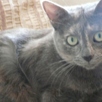 Photo #194485 de Kyara