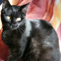 Photo #194488 de Shadow