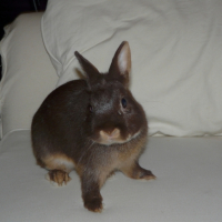 Photo #194528 de Crispy