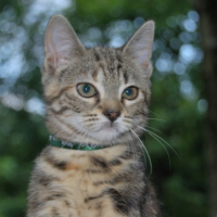 Photo #194562 de Nala