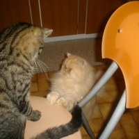 Photo #194584 de Clovis