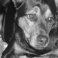 Photo #194613 de Cisko