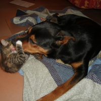 Photo #194615 de Cisko