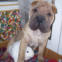 Photo #194633 de Dixi