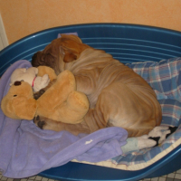 Photo #194645 de Dixi