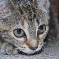 Photo #194650 de Nala