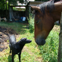 Photo #194654 de Midnight