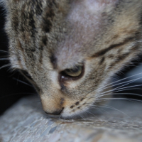 Photo #194659 de Nala