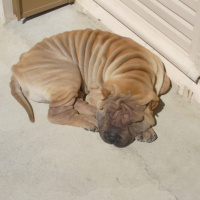 Photo #194673 de Dixi