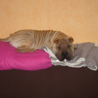 Photo #194677 de Dixi