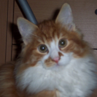 Photo #194686 de Virus