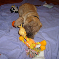 Photo #194688 de Dixi