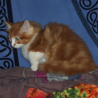 Photo #194711 de Virus