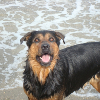 Photo #194724 de Borra