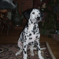 Photo #194806 de Toundra