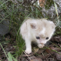 Photo #194811 de Gizmo
