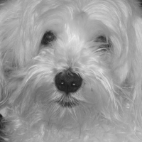 Photo #194817 de Chipie