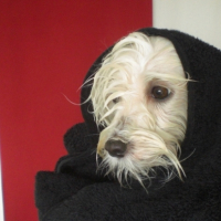 Photo #194820 de Chipie