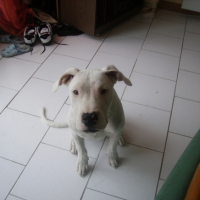 Photo #194821 de Diablo
