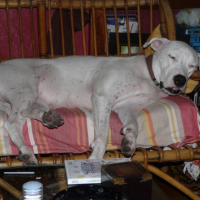 Photo #194843 de Gringa