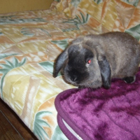 Photo #194852 de Kiwi