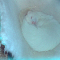 Photo #194869 de Luka