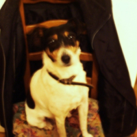 Photo #194903 de Pupuce
