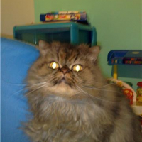 Photo #194920 de Tigrou