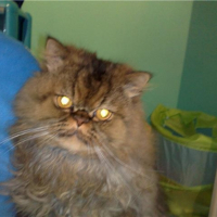 Photo #194924 de Tigrou